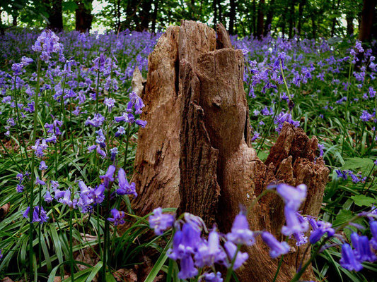 Bundle Beds Love: spring camping! Our favourite UK campsites for spring