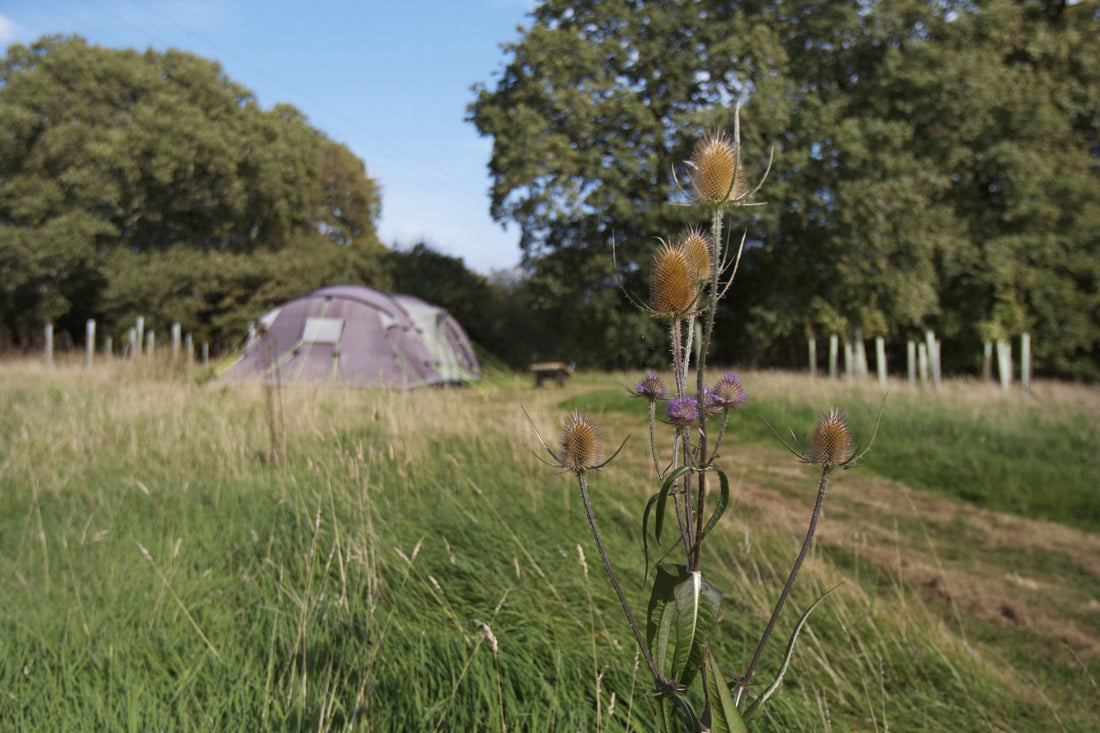Cool Camping's Guide to UK Summer Camping 2020